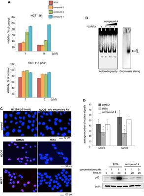 Novel Allosteric Mechanism of Dual p53/MDM2 and p53/MDM4 Inhibition by a Small Molecule